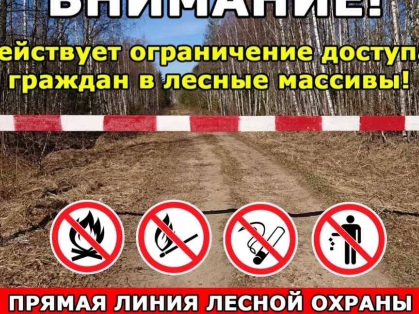 Ограничения посещение леса