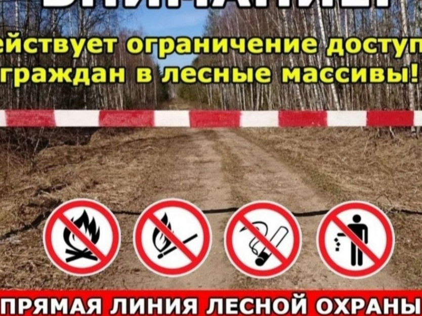 ограничения посещения лесного массива