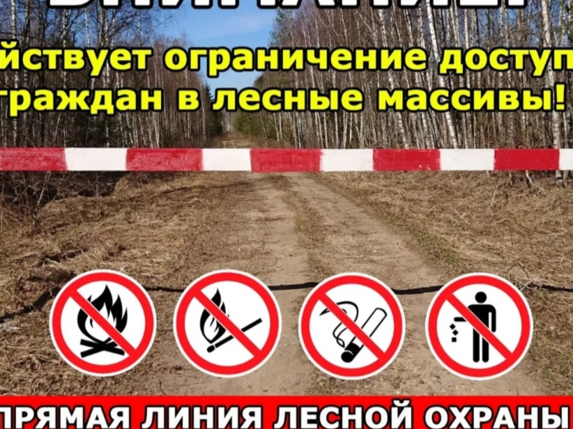 даглесхоз свёл к минимуму лесные пожары