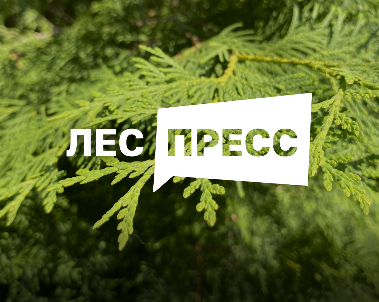 Рослесхоз: открыт прием заявок на I Всероссийский конкурс среди журналистов и блогеров «ЛЕС-ПРЕСС»