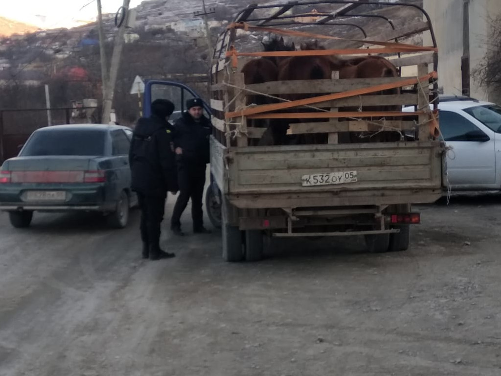 На новый год елки в Дагестан завезут из других регионов