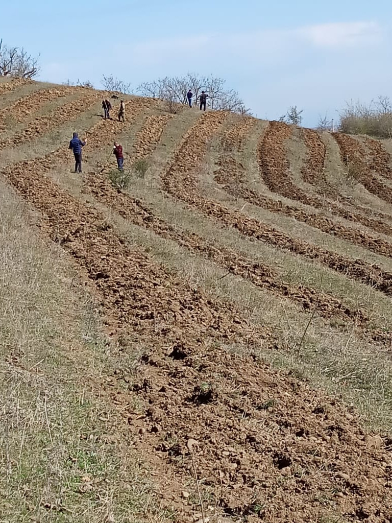 В Ногайском лесничестве продолжаются лесопосадочные работы