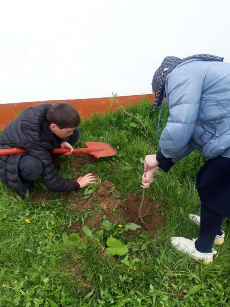 Накануне работники ГКУ РД "Сергокалинское лесничество" организовали массовую посадку саженцев в рамках акции "Сад памяти".