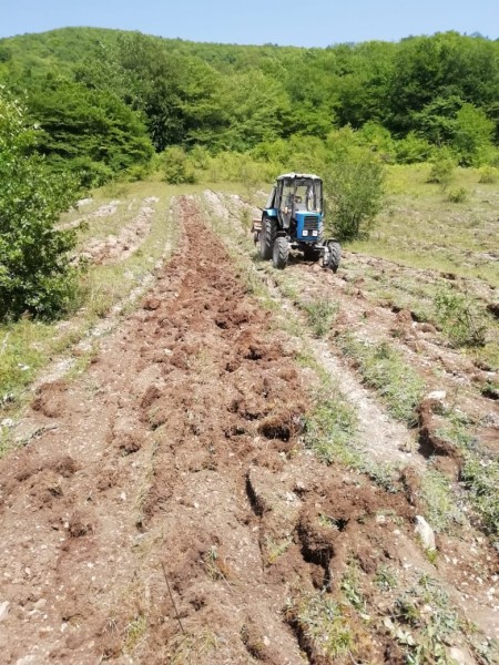 Накануне работники ГБУ Республиканские леса провели агроуход за саженцами в Сергокалинском лесничестве.
