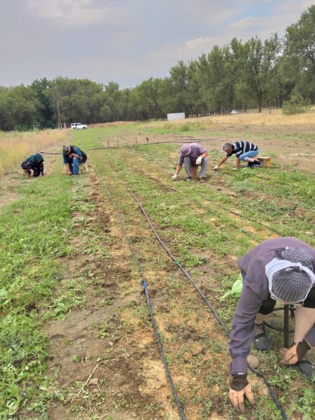 Работники ГБУ Республиканские леса провели агроуход за посадками в питомнике Ногайского лесничества.