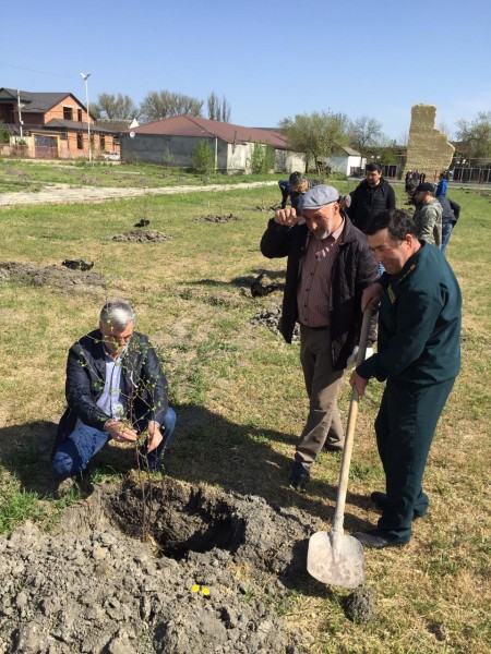 Накануне работники ГКУ РД "Кизлярское лесничество" организовали массовую посадку саженцев в рамках акции "Сад памяти".