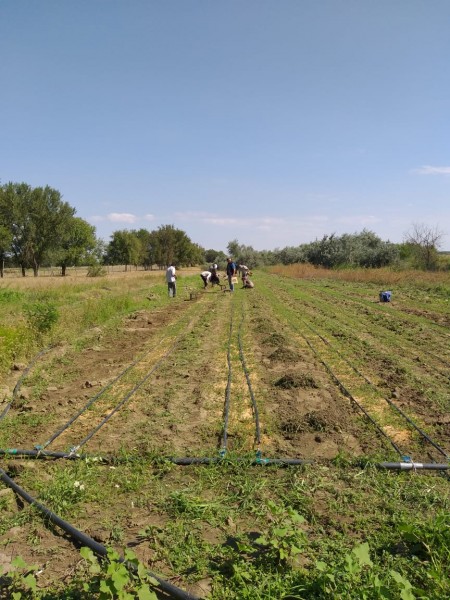 Работники ГБУ Республиканские леса провели очередной агроуход за посадками в питомнике Ногайского лесничества.