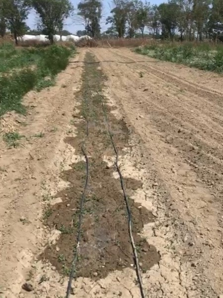 Работники ГБУ Республиканские леса провели агроуход за посадками в питомнике Каякентского лесничества.
