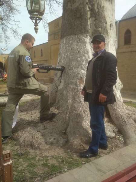 В Дербенте проходят мероприятия по оздоровлению древнего платана.