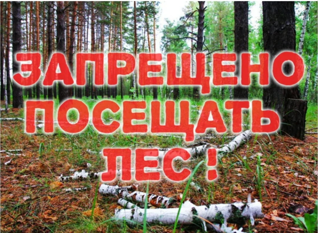 Ограничения посещения лесного массива Карабудахкентского