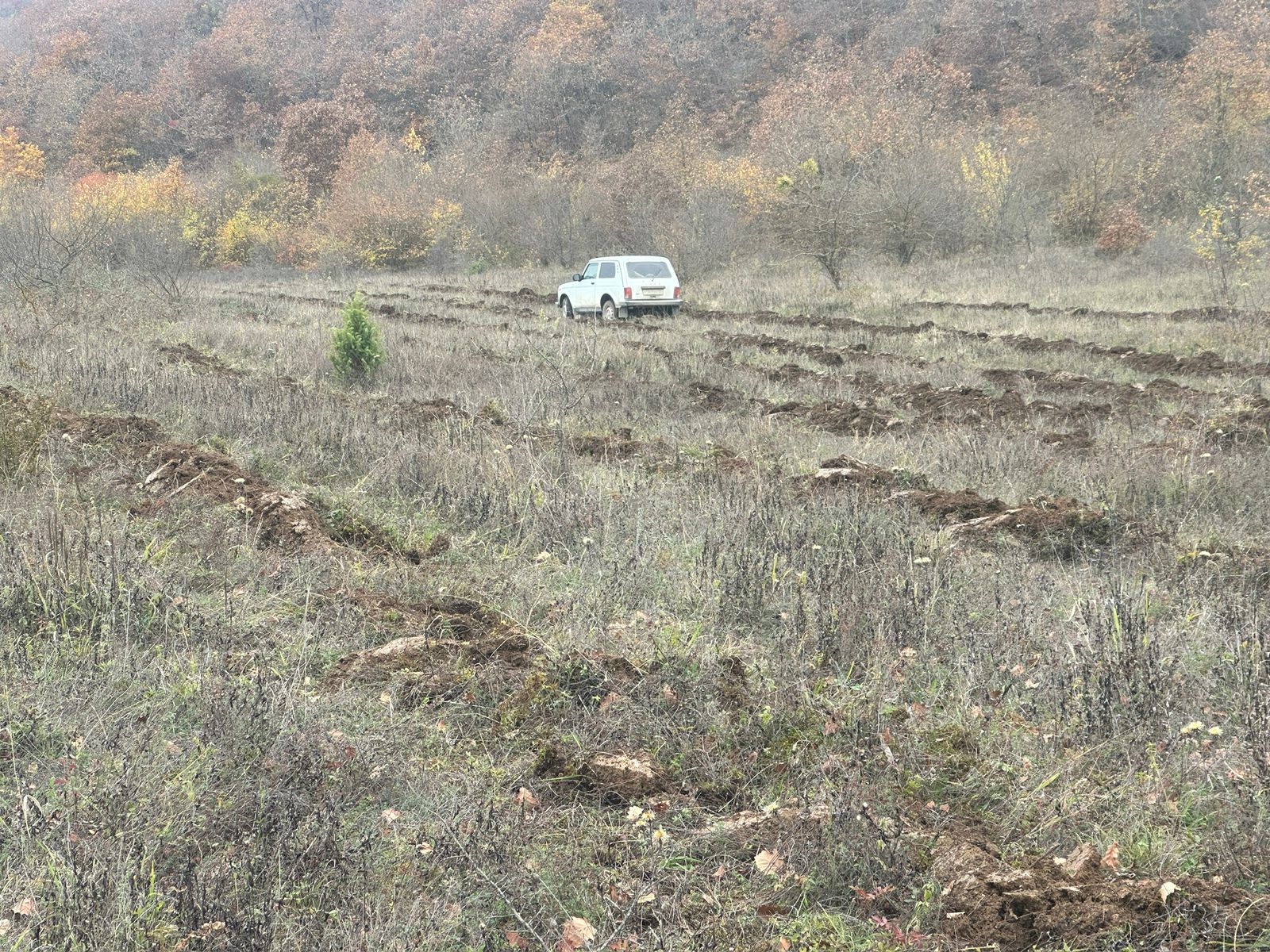 Посев семян Табасаран