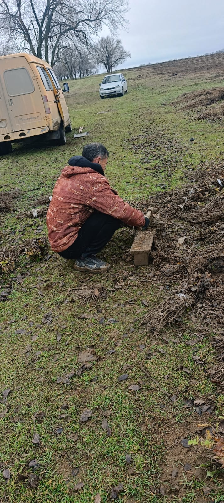 Посадки саженцев Ногай