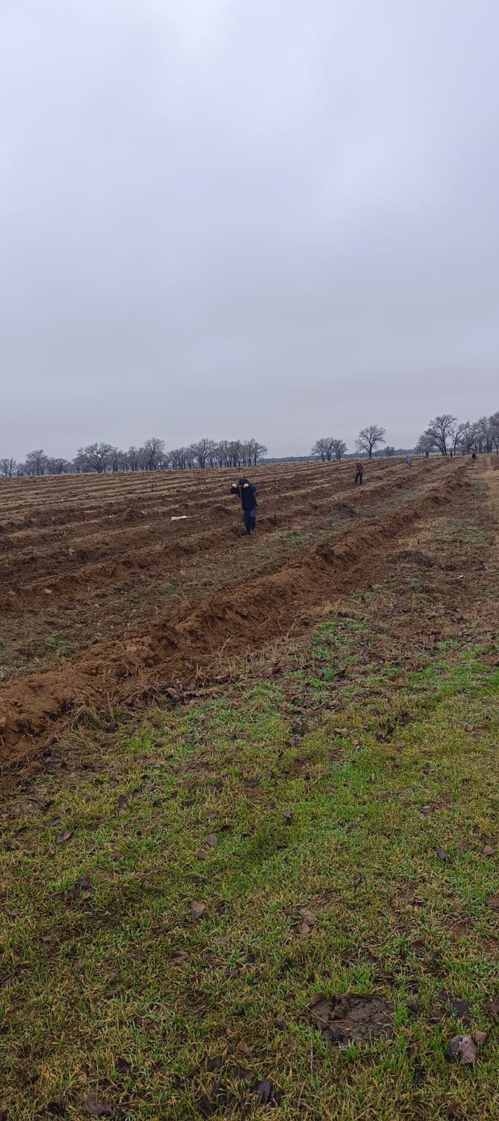 Посадки саженцев Ногай