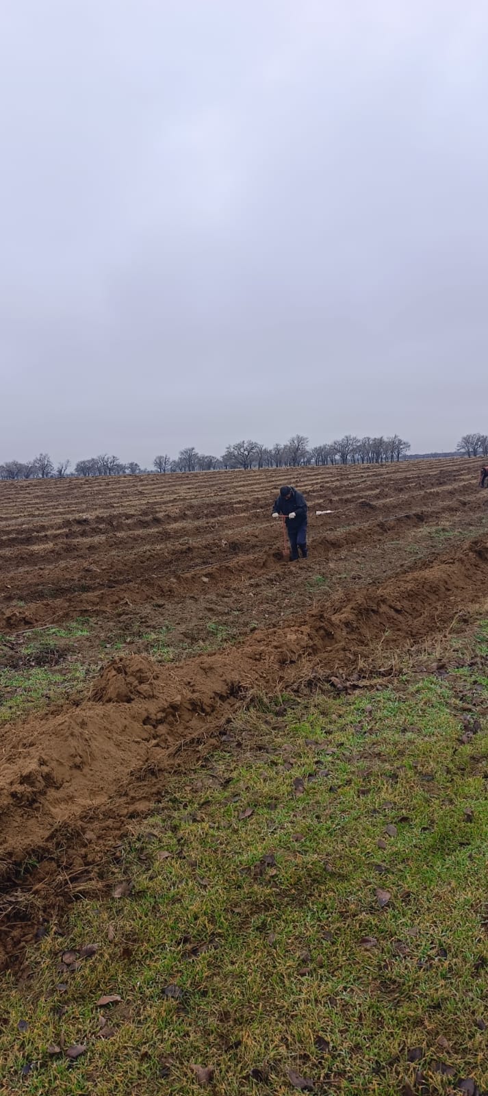 Посадки саженцев Ногай